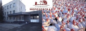ООО «Морозовская птицефабрика», г. Омск. Система ВКО. Ванна охлаждения.